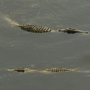 Croc