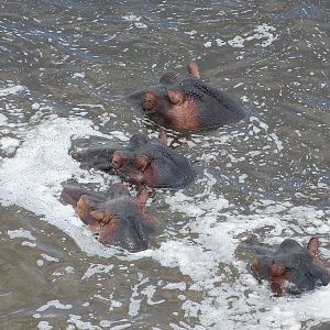 Hippo