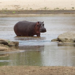 Hippo