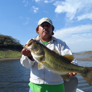 Bass of Sinaloa in Western Mexico