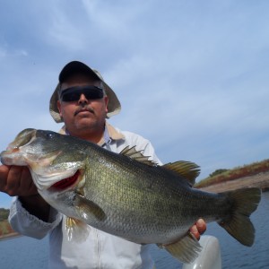 Bass of Sinaloa in Western Mexico