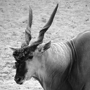 East African Eland