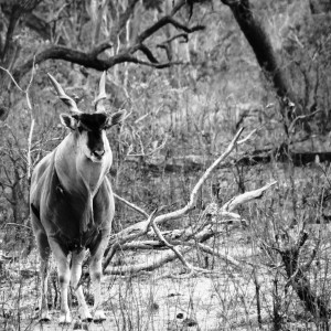 East African Eland