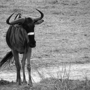 Nyasa Gnu