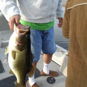 Bass of Sinaloa in Western Mexico