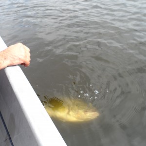 Bass of Sinaloa in Western Mexico