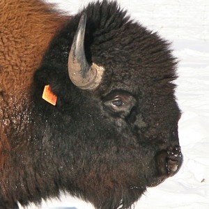 Bison Head