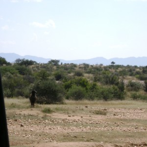 Black Wildebeest