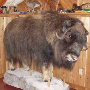 Definitely not African Musk Ox