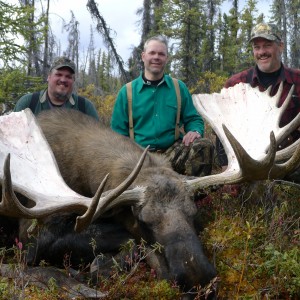 Alaskan Yukon Moose