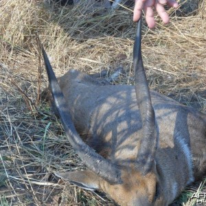 MOZAMBIQUE HUGH CHOBE BUSHBUCK