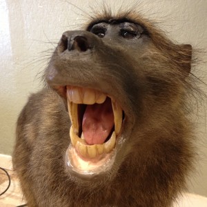 Baboon mount #2