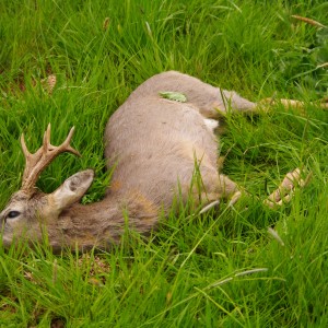 roebucks in the czech republic