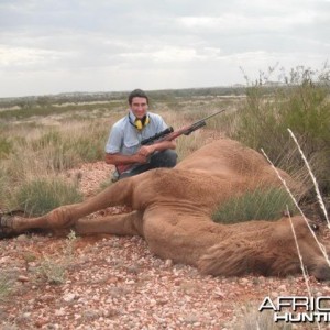 Hunting Camel in the Australian Outback