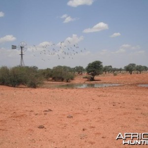 Hunting Camel in the Australian Outback