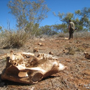 Hunting Camel in the Australian Outback