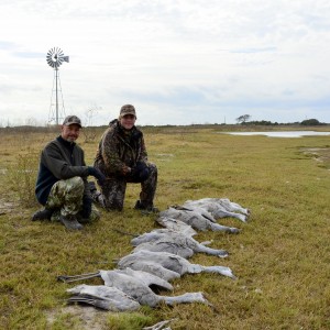 Sandhill Cranes 2012