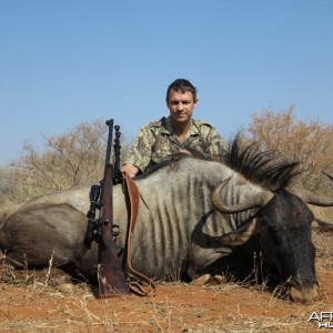 Blue Wildebeest