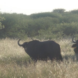 Cape Buffalo