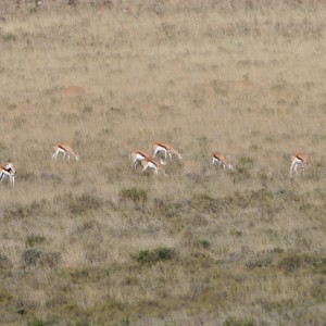 Springbok Herd