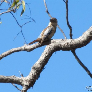 Kukabara sitting in the old gum tree