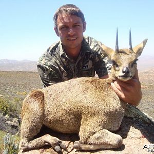 Klipspringer 4 2/8"