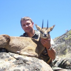 Klipspringer