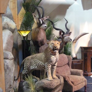 Taxidermy at Safari Club International Convention