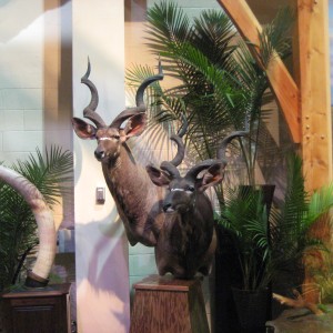 Taxidermy at Safari Club International Convention