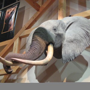 Taxidermy at Safari Club International Convention