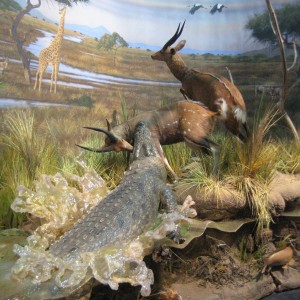 Taxidermy at Safari Club International Convention