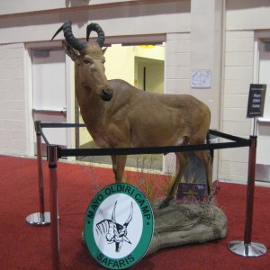 Taxidermy at Safari Club International Convention