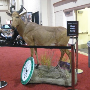 Taxidermy at Safari Club International Convention