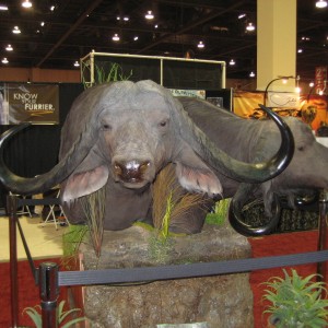 Taxidermy at Safari Club International Convention