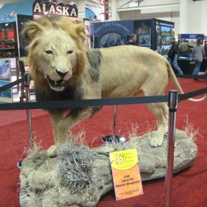 Taxidermy at Safari Club International Convention