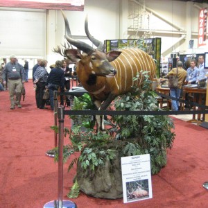 Taxidermy at Safari Club International Convention