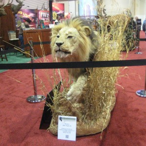 Taxidermy at Safari Club International Convention