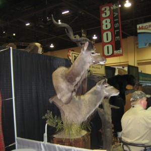 Taxidermy at Safari Club International Convention