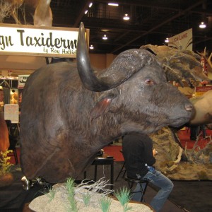 Taxidermy at Safari Club International Convention