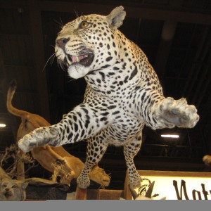 Taxidermy at Safari Club International Convention