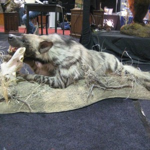 Taxidermy at Safari Club International Convention