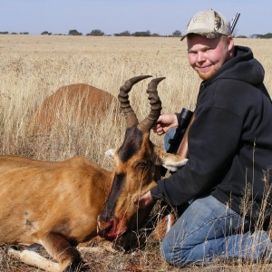 Hartebeest