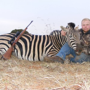 Plains Zebra