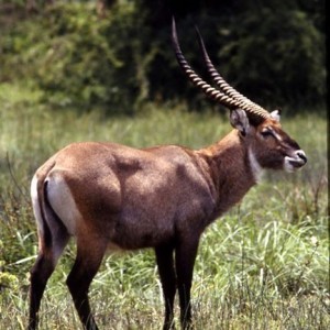 Crawshay's defassa waterbuck Zambia