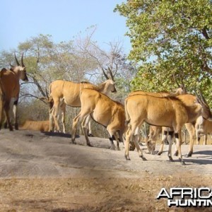 Livingstone's eland Zambia