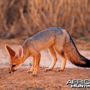 Cape Fox