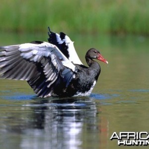 Red-Billed Spur-Winged Goose