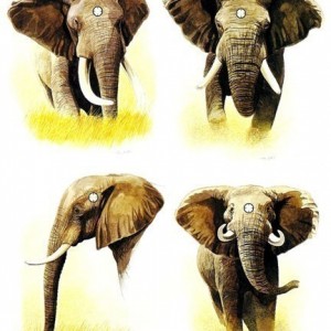 points vitaux chasse elephant