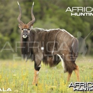 Hunting Nyala Shot Placement