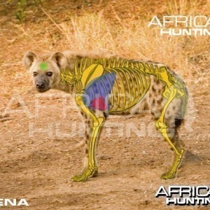 Hunting Hyena Shot Placement